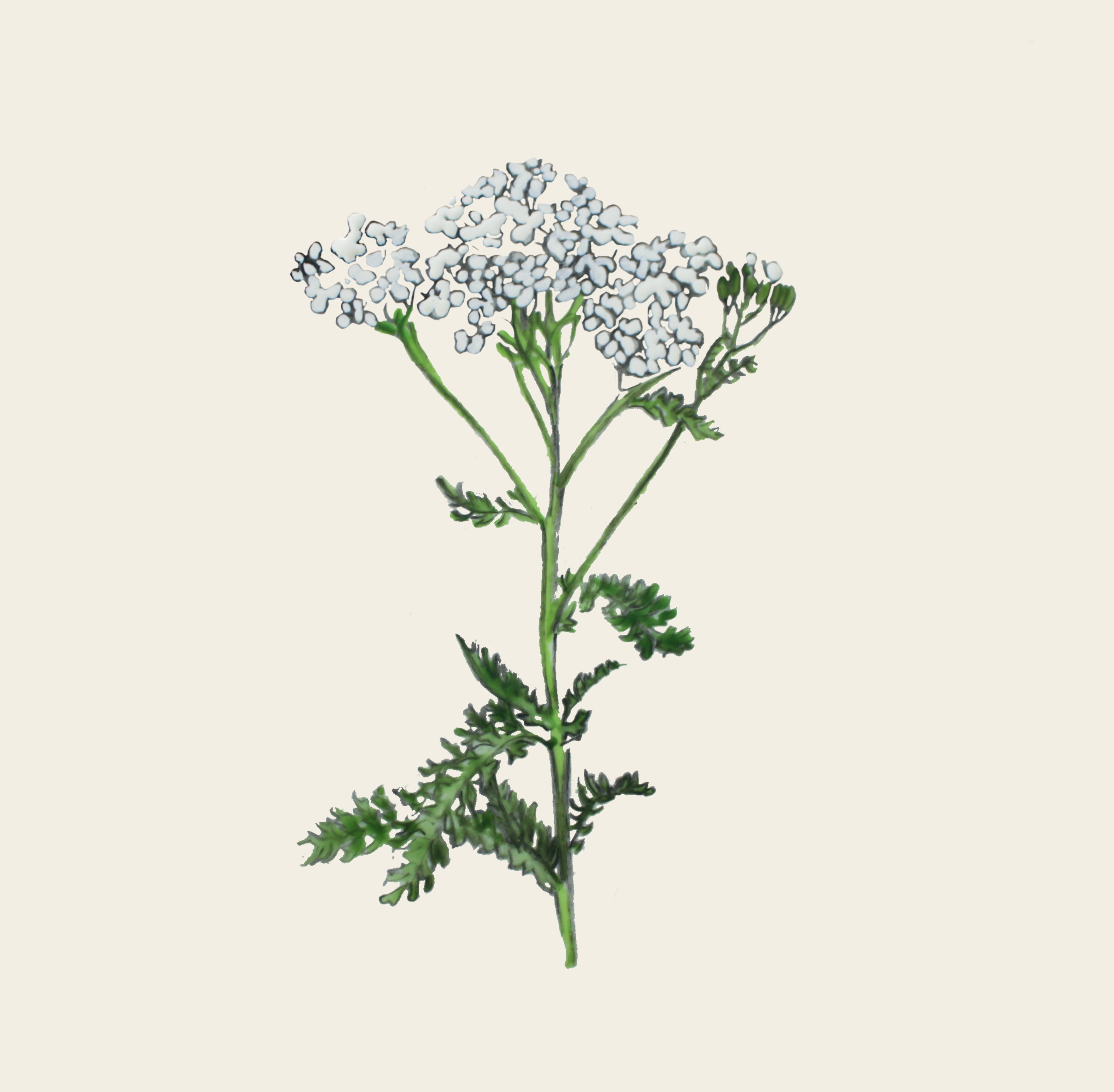 Achillée millefeuille