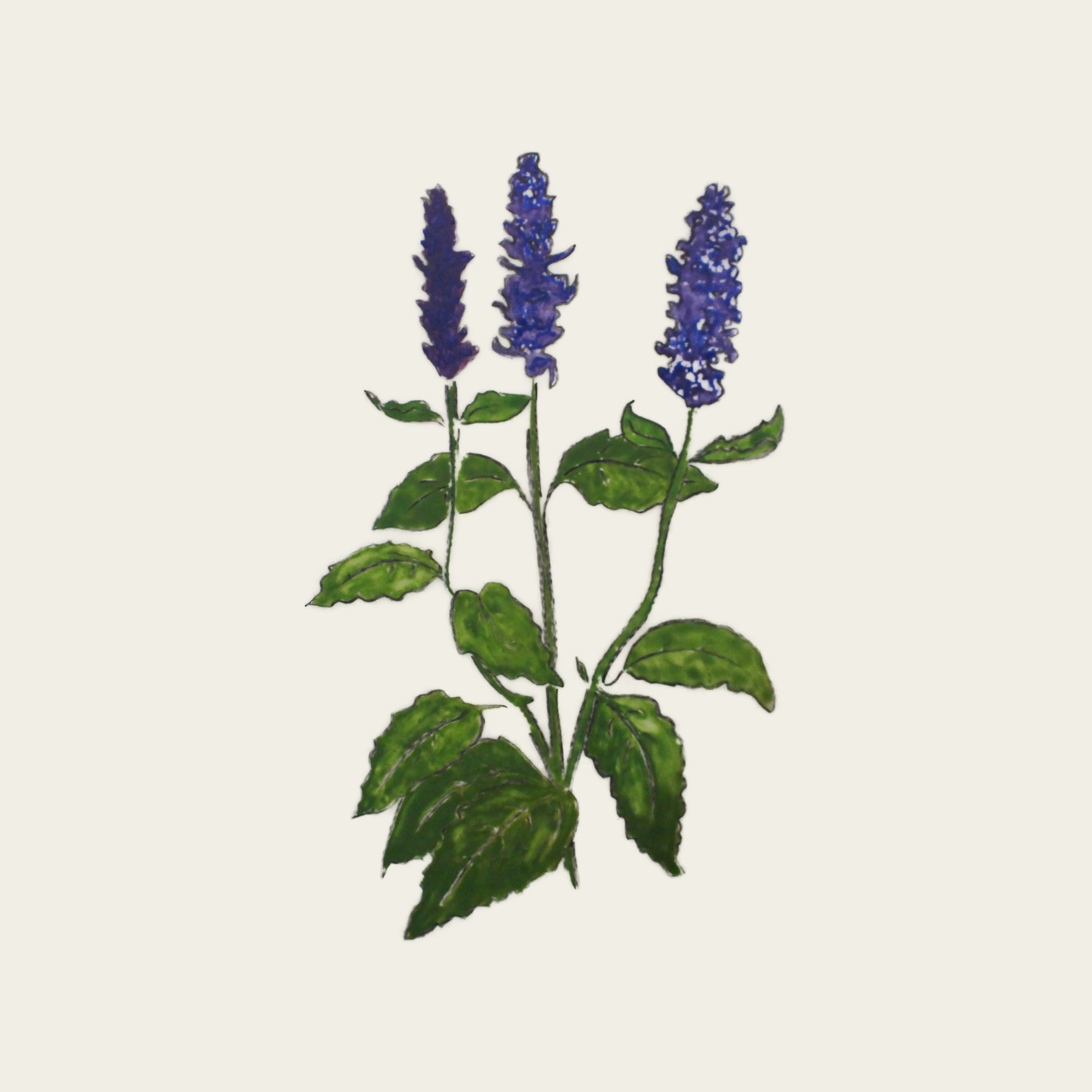 Agastache fenouil