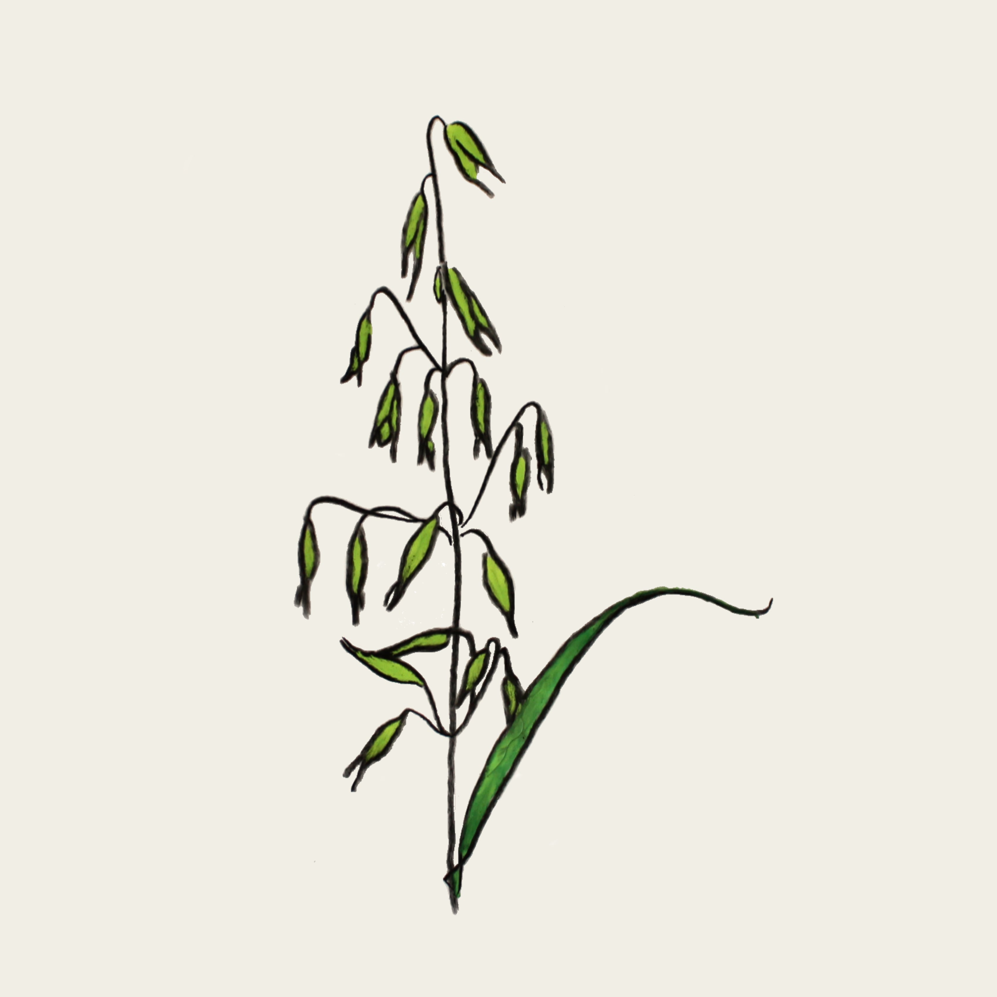 Avoine fleurie