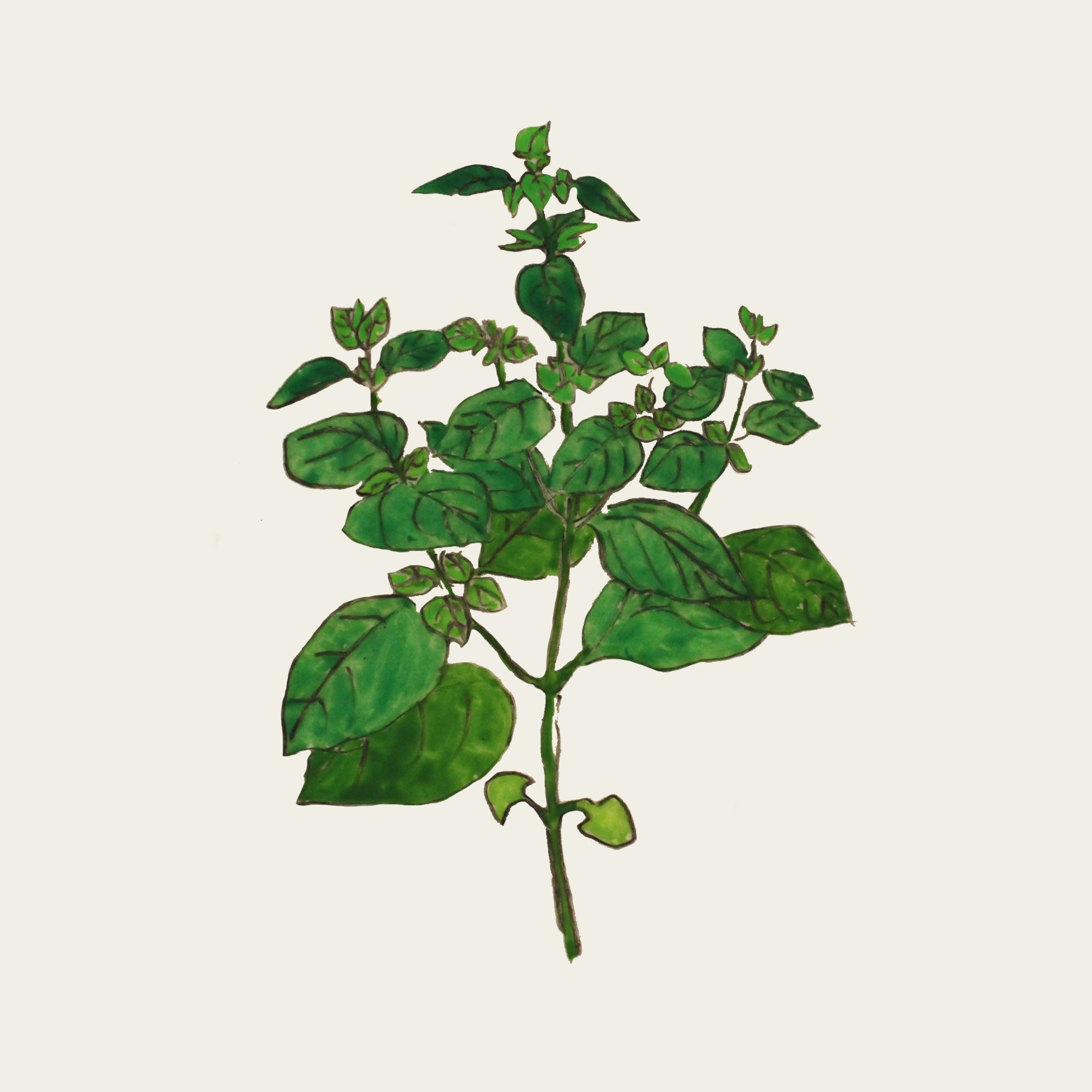 Basilic