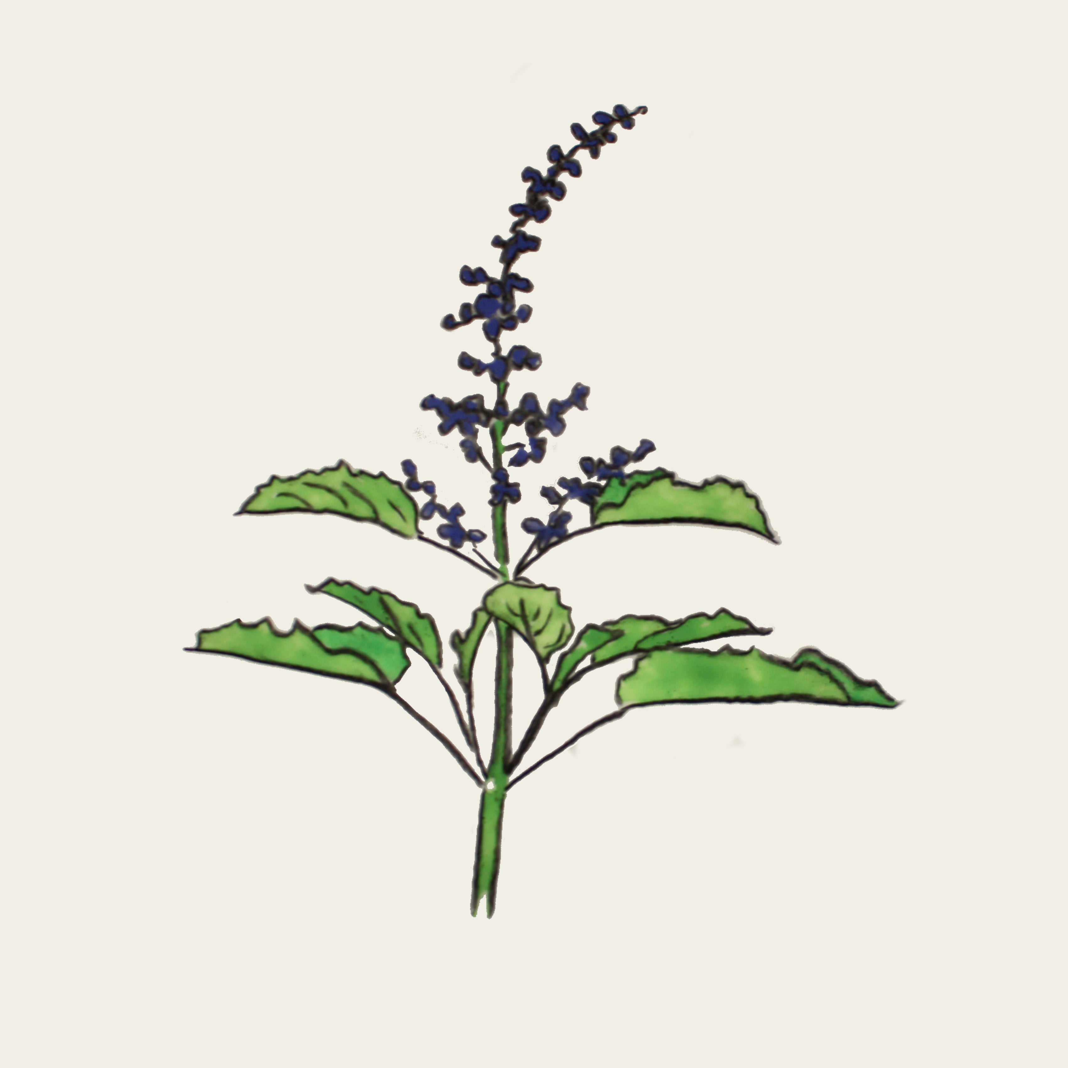 Basilic sacré