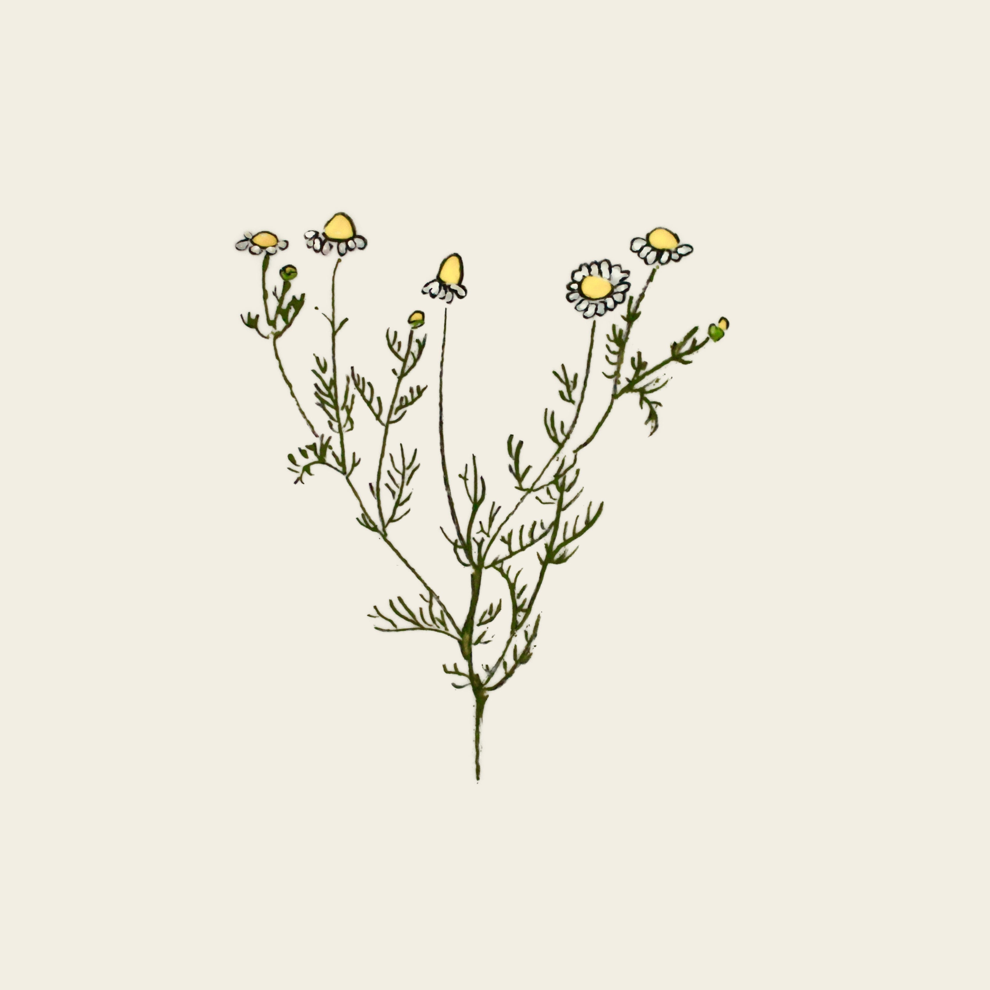 Camomille allemande