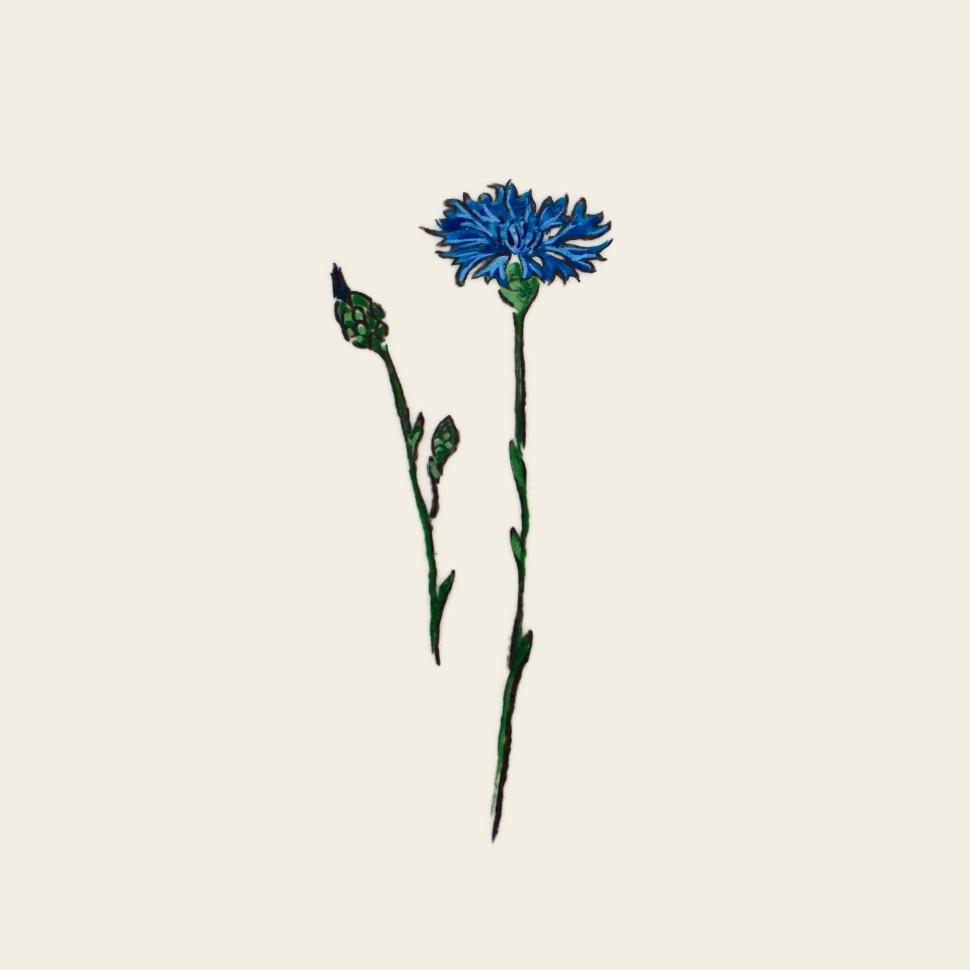 Centaurée bleuet