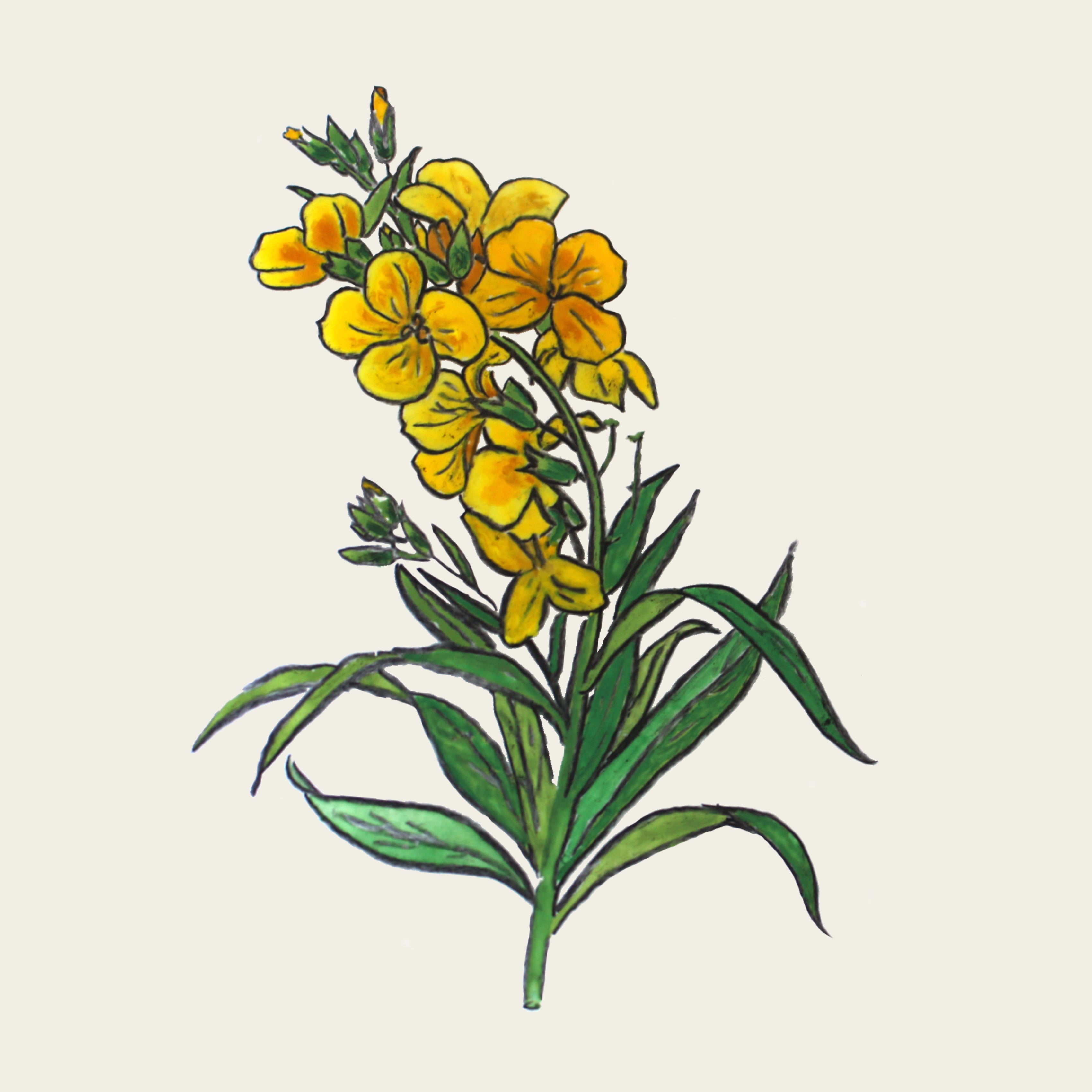 Giroflée