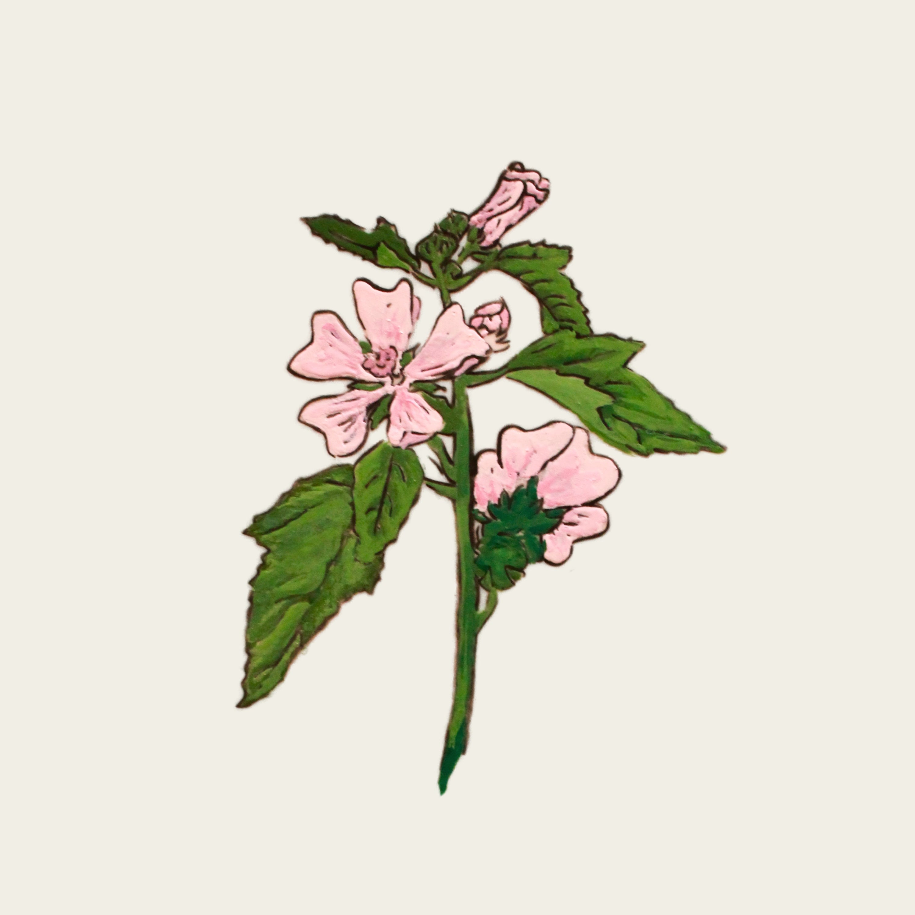 Guimauve