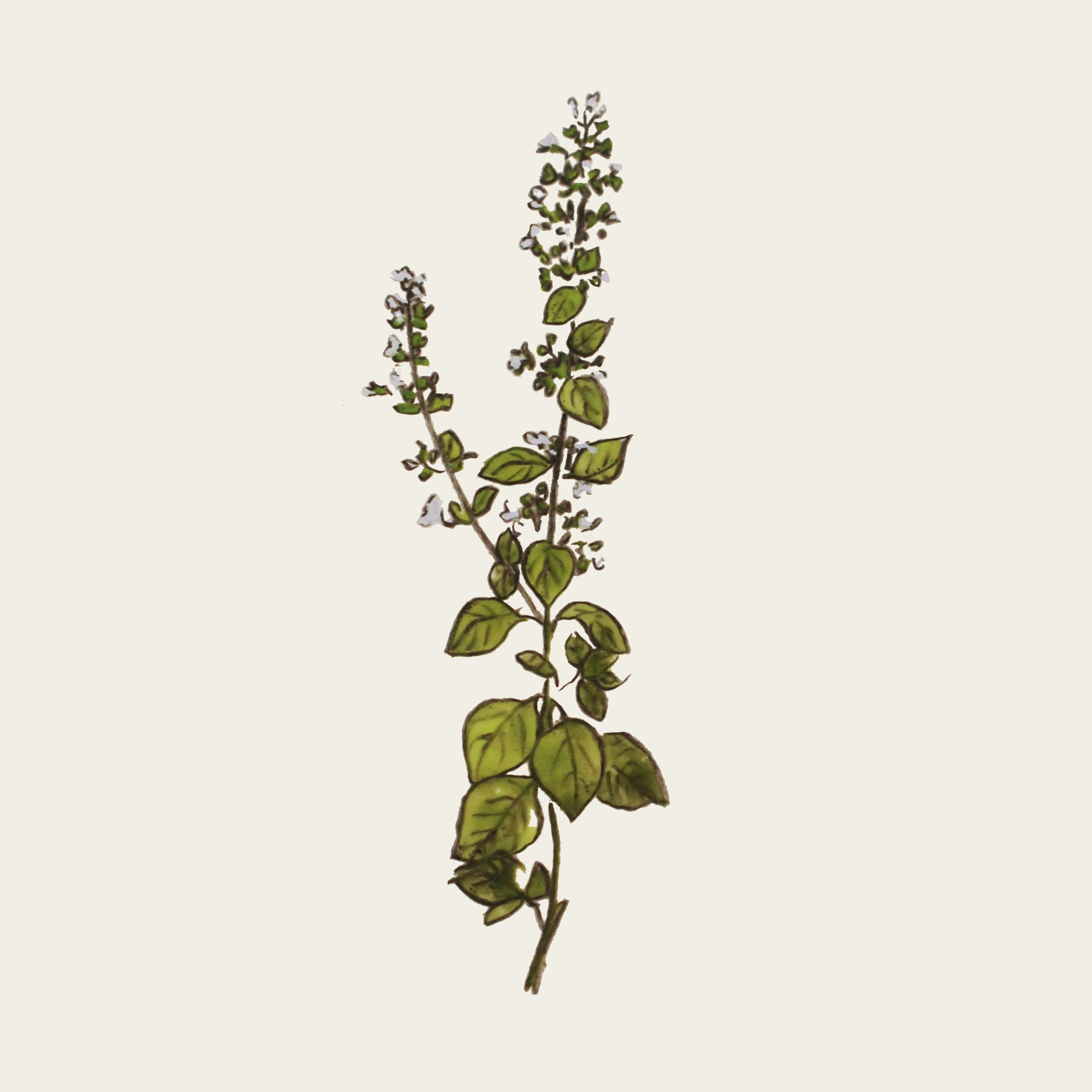 Nepitella
