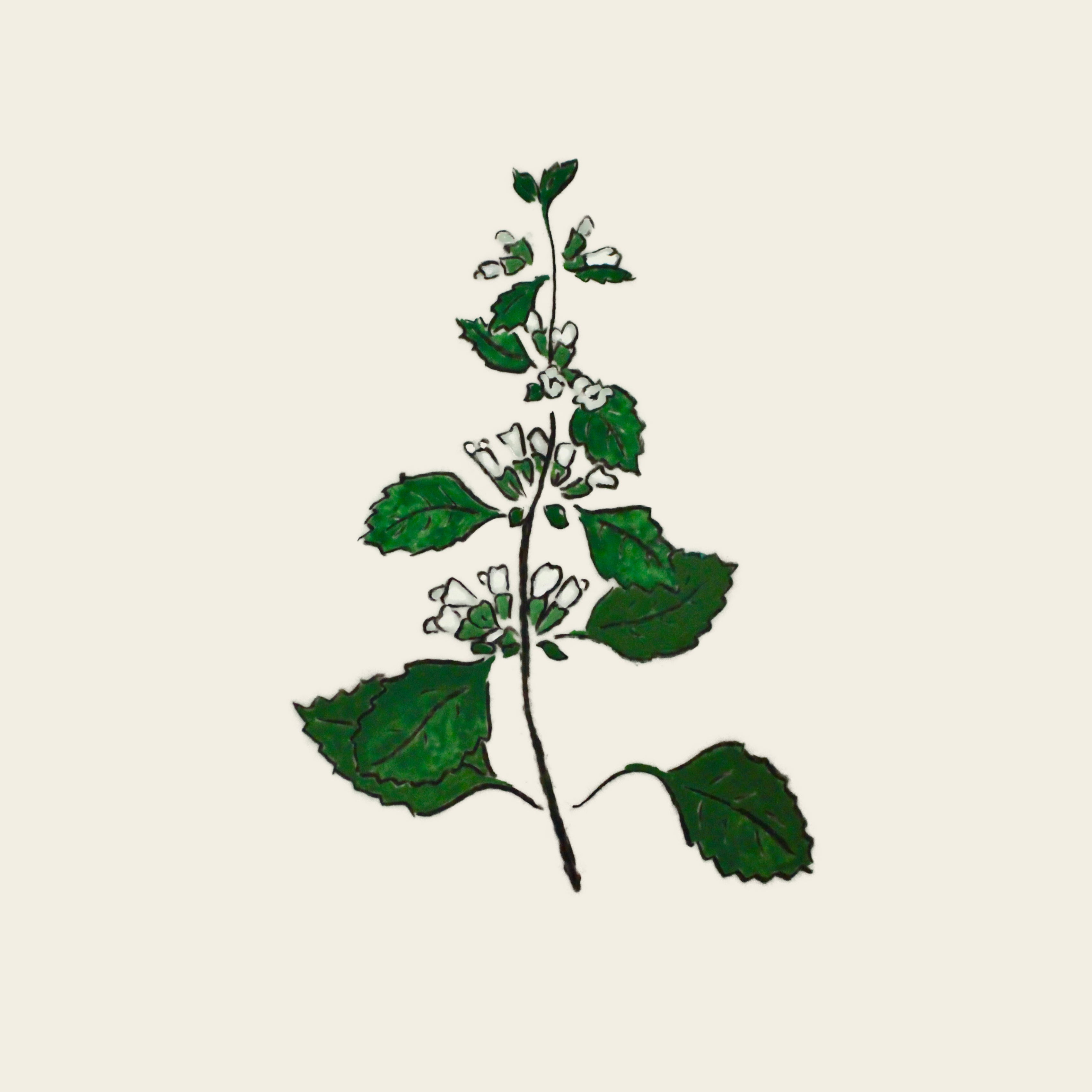 Mélisse