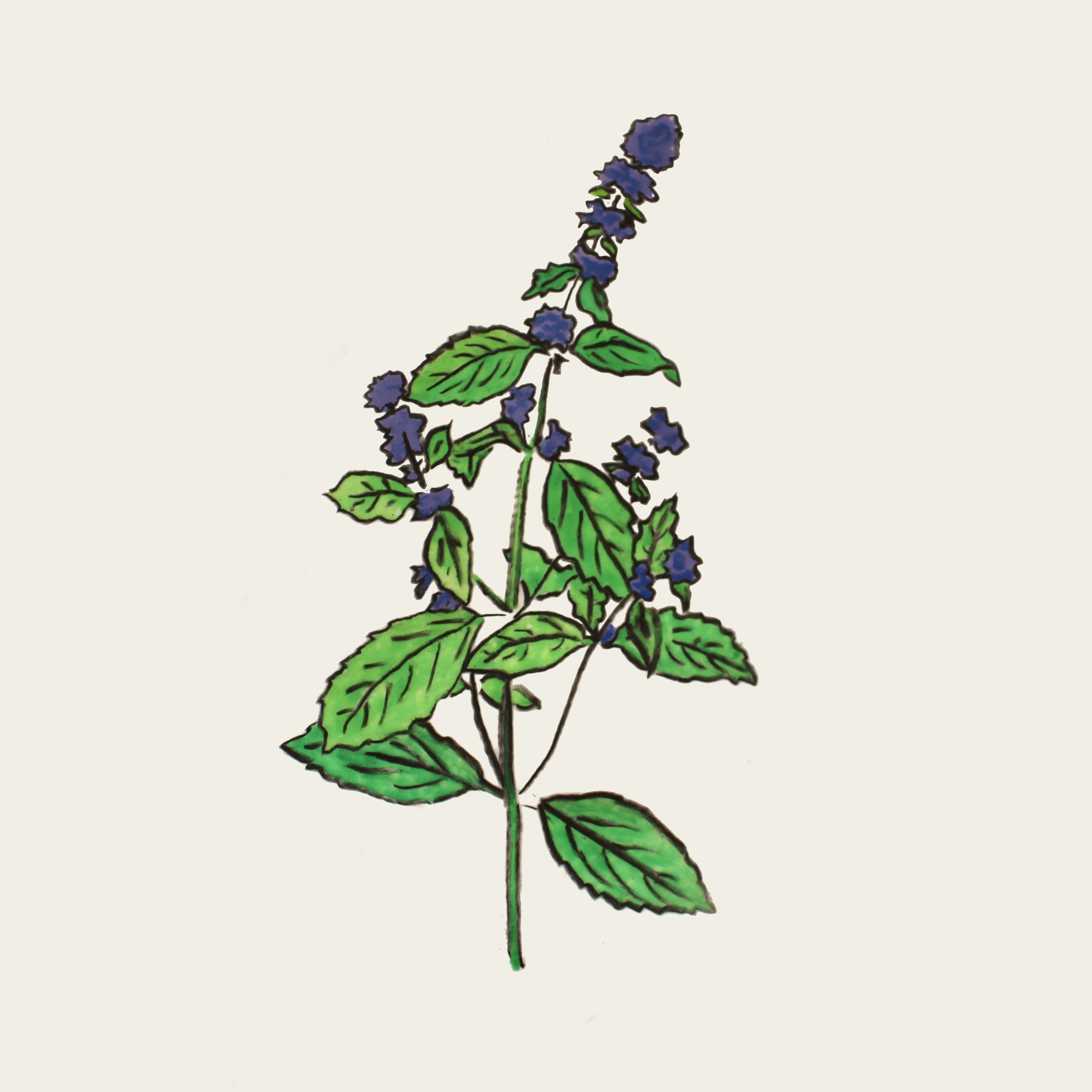 Menthe