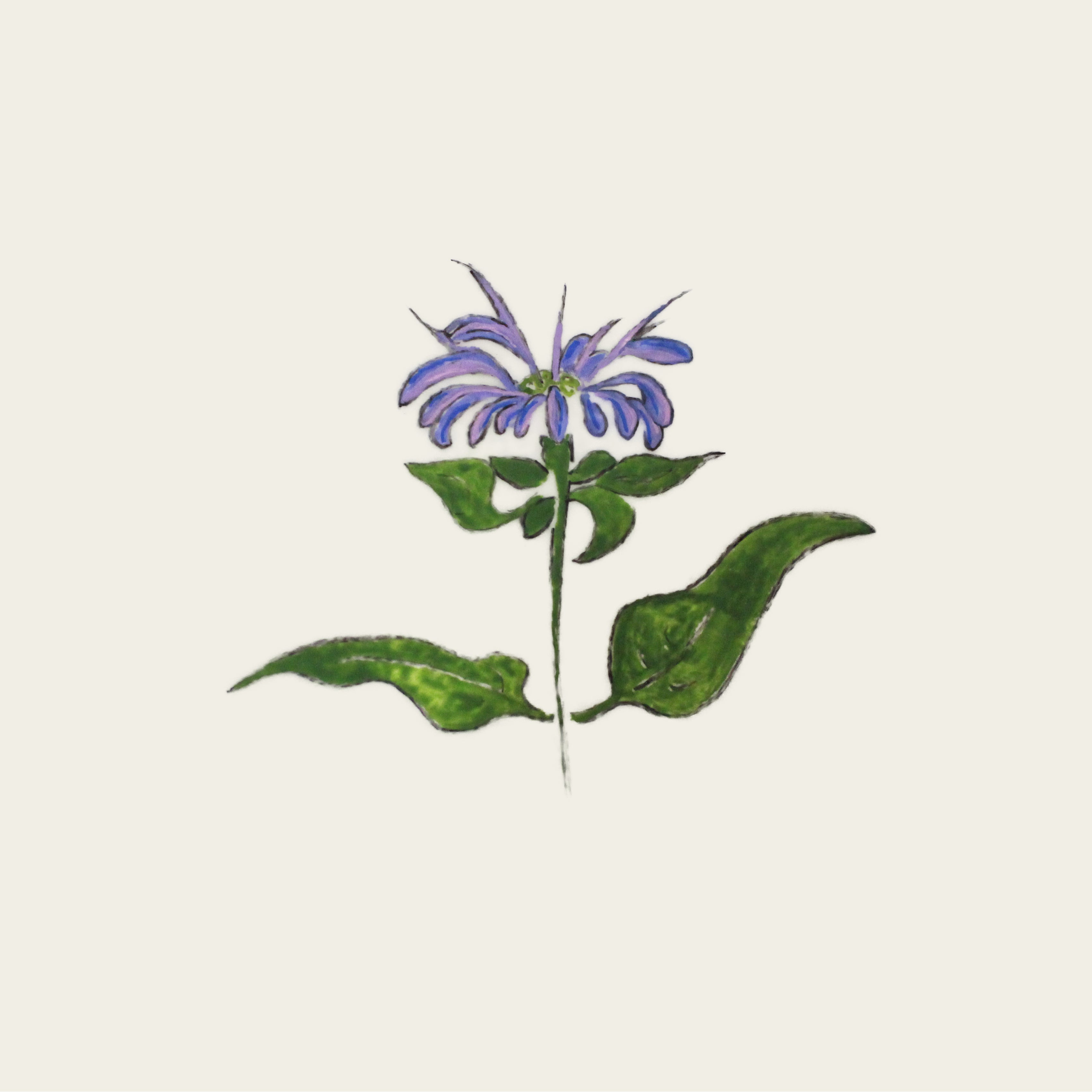 Monarde