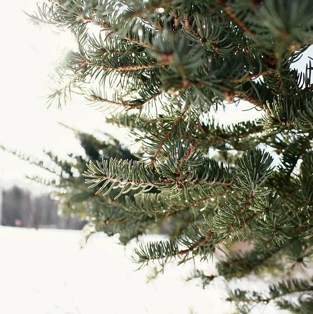 branches d'épinette