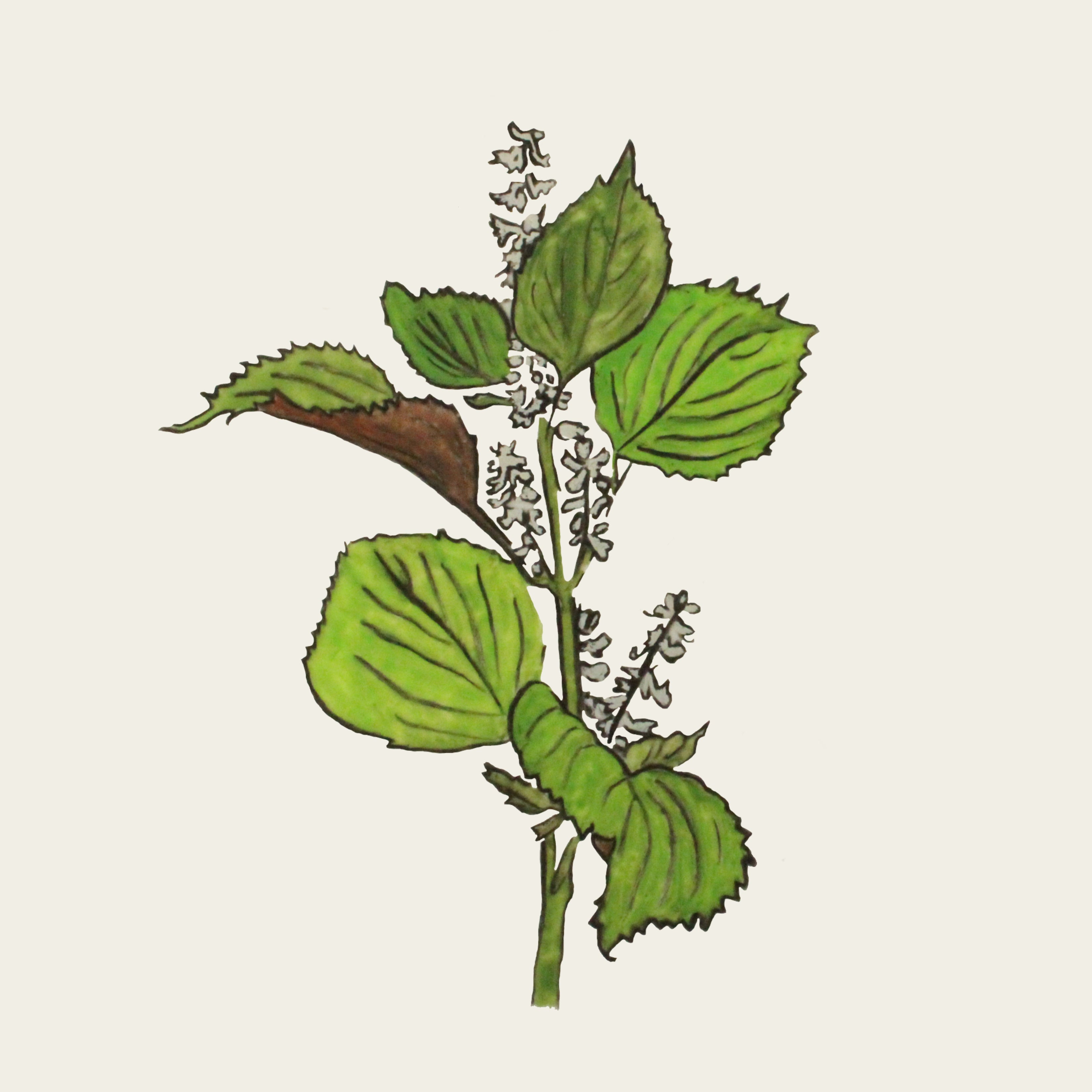 Shiso