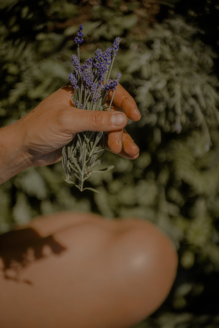 Plants - Lavande vraie