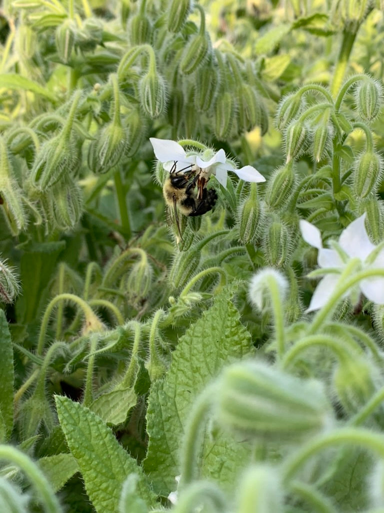 Plants - Bourrache