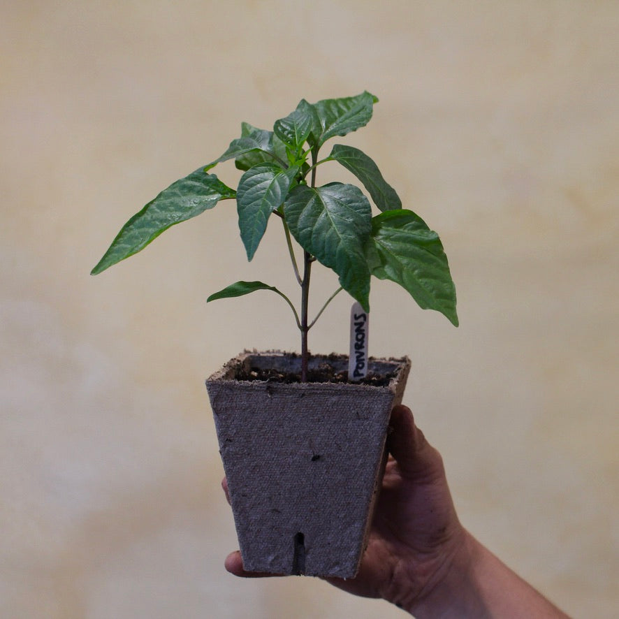 Plants - Cayenne