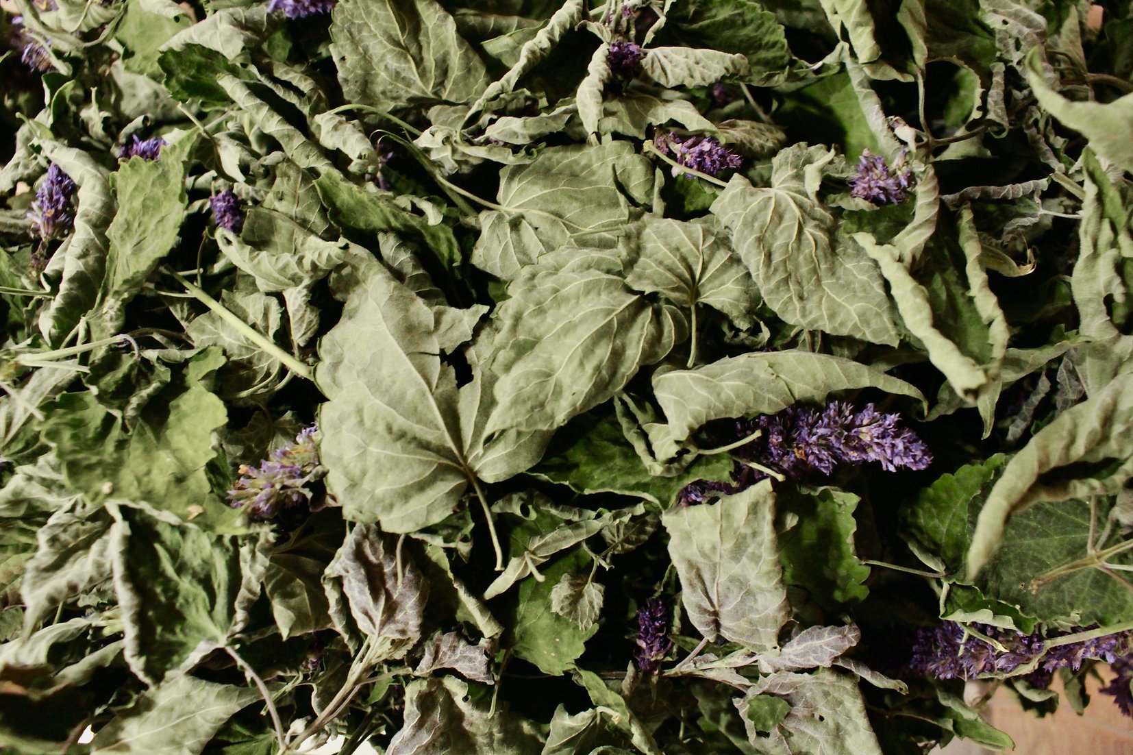 Agastache fenouil