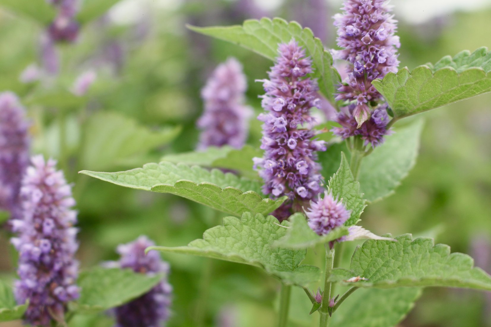 Agastache fenouil