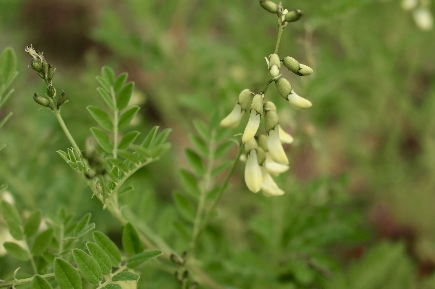 Astragale