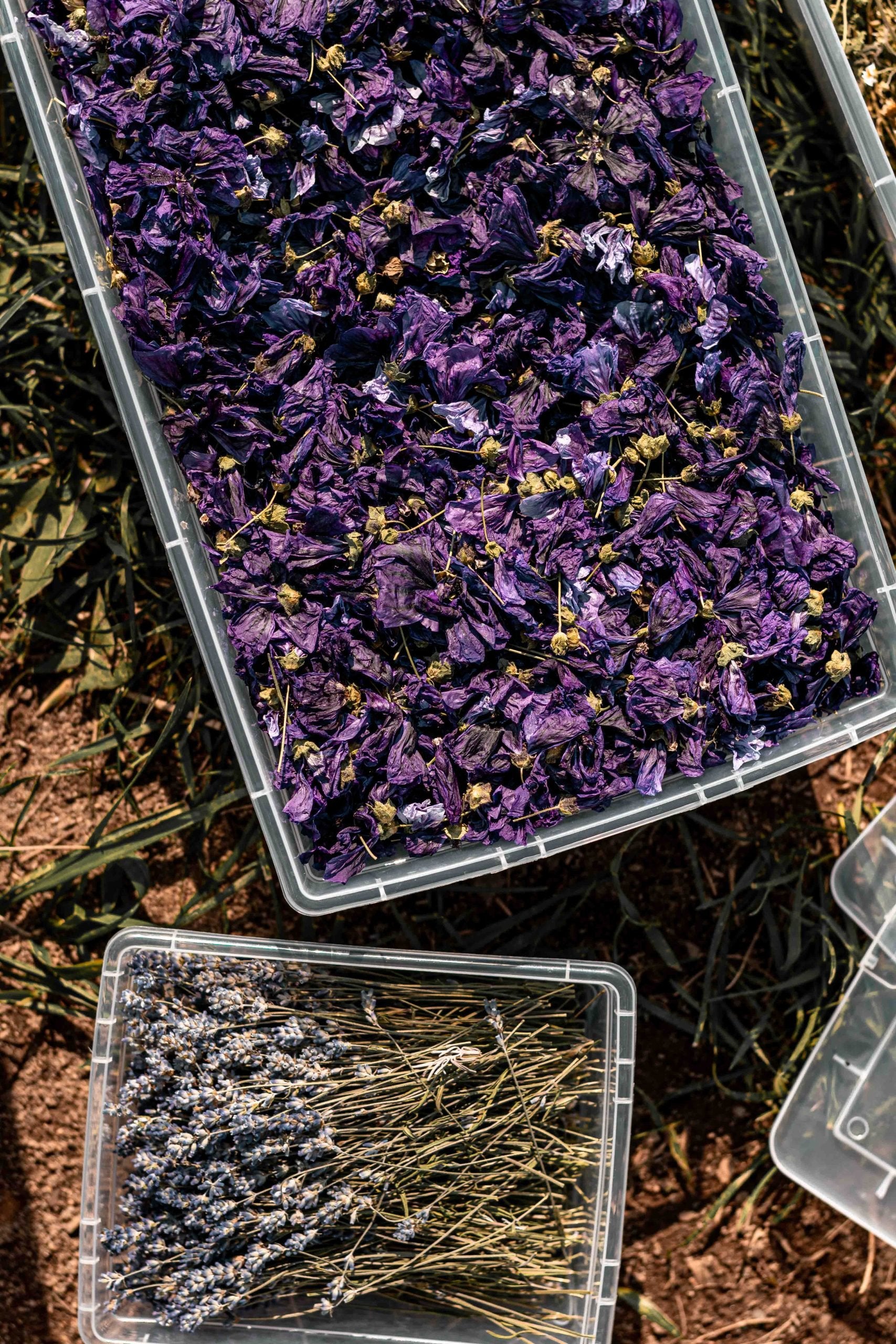 Atelier d'initiation aux extraits de plantes médicinales