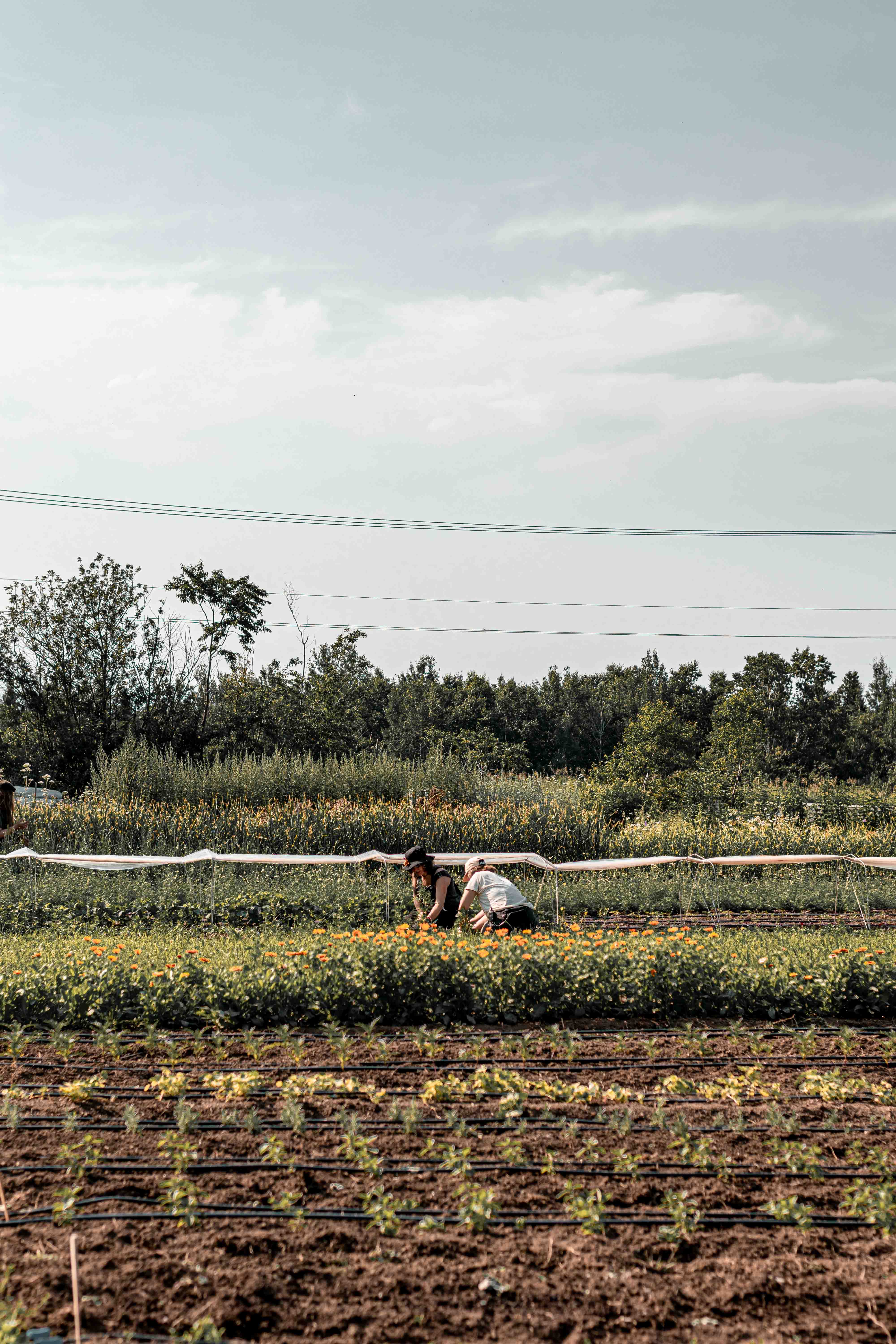 Bénévole d'un jour