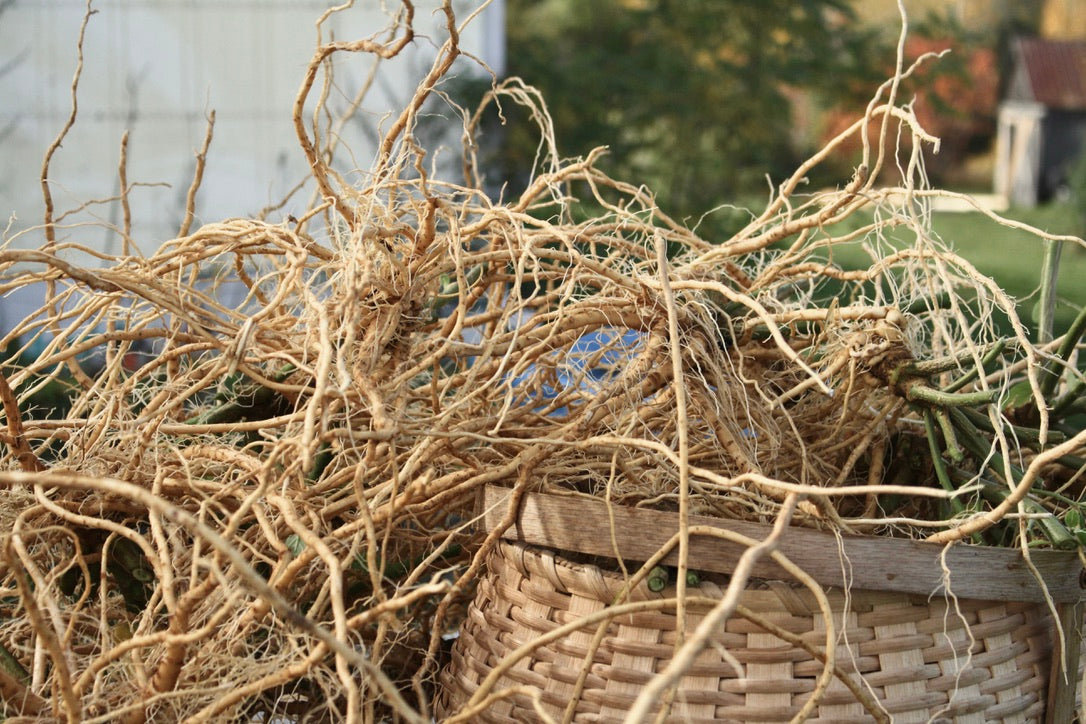 Ashwagandha