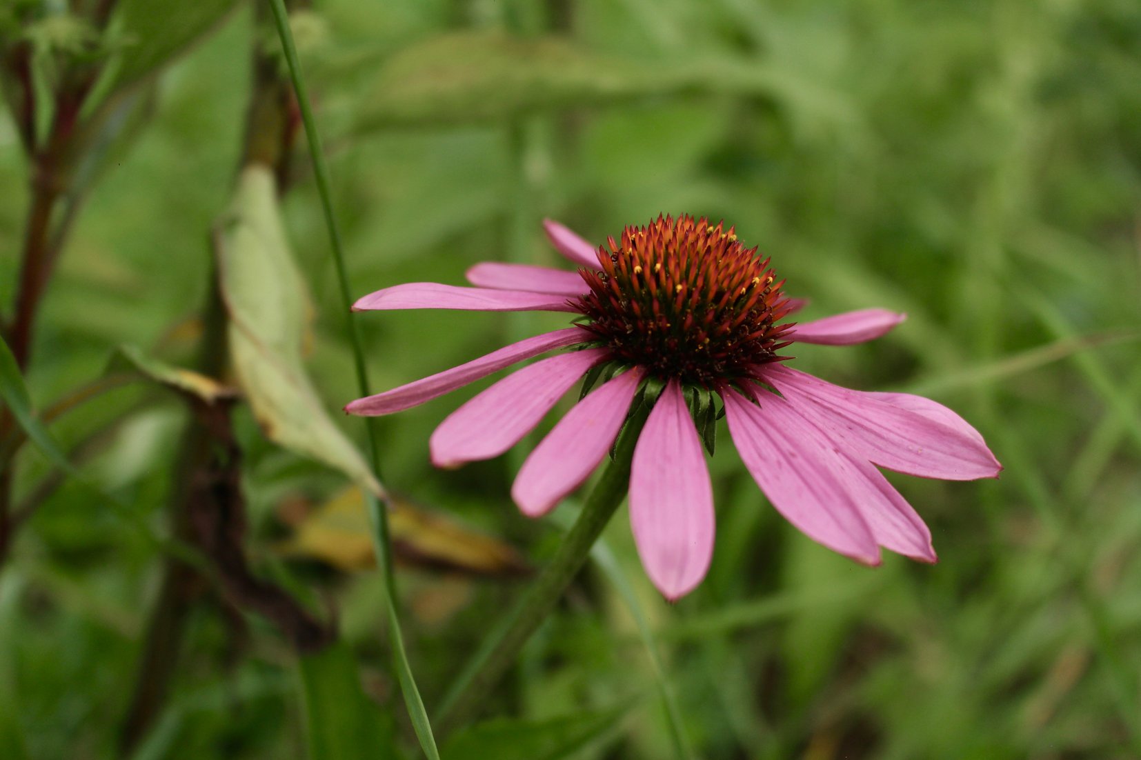 Échinacée