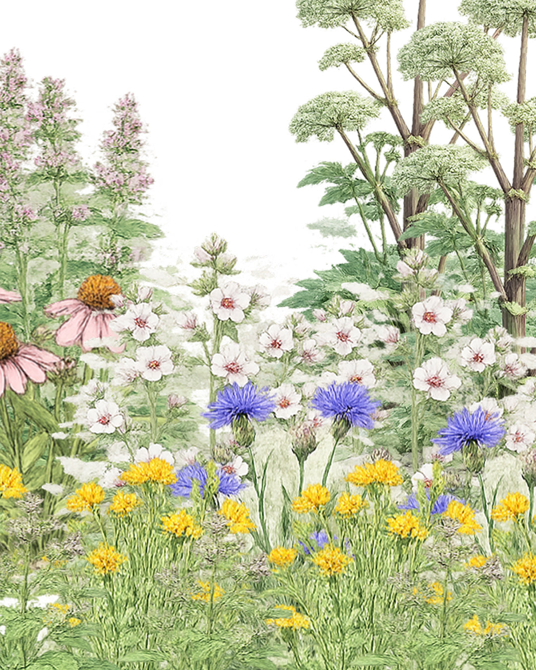 La roue de la Médecine