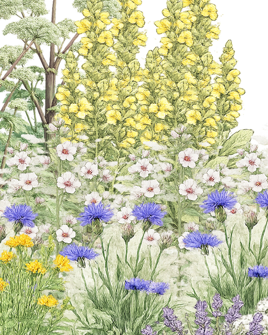 La roue de la Médecine