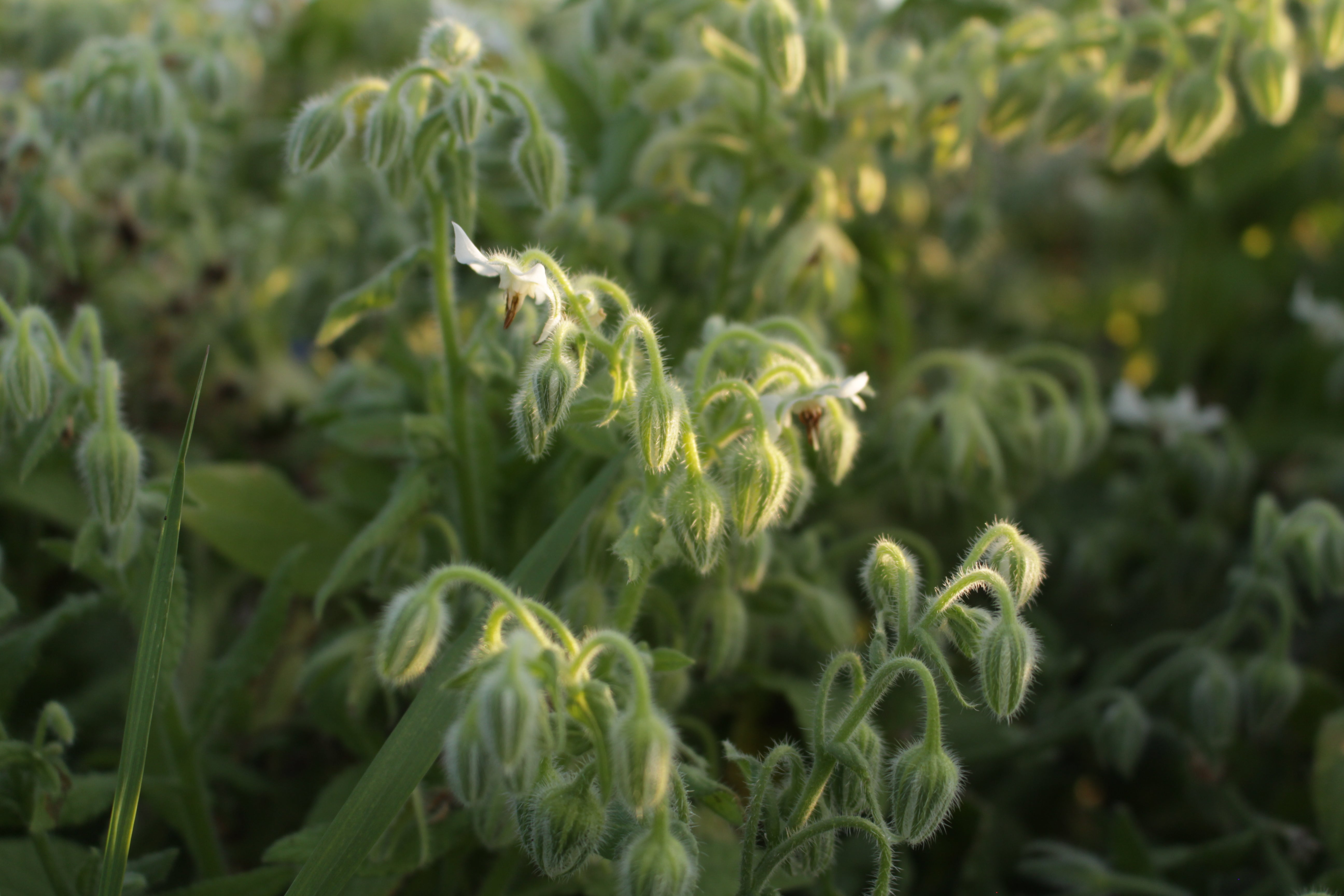Plants - Bourrache