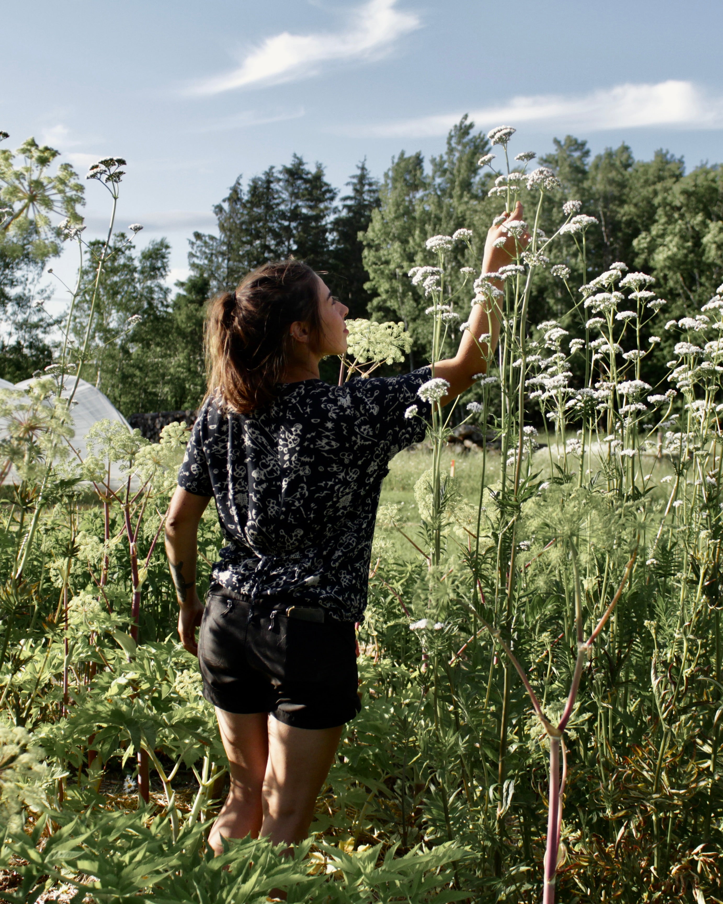 La roue de la Médecine