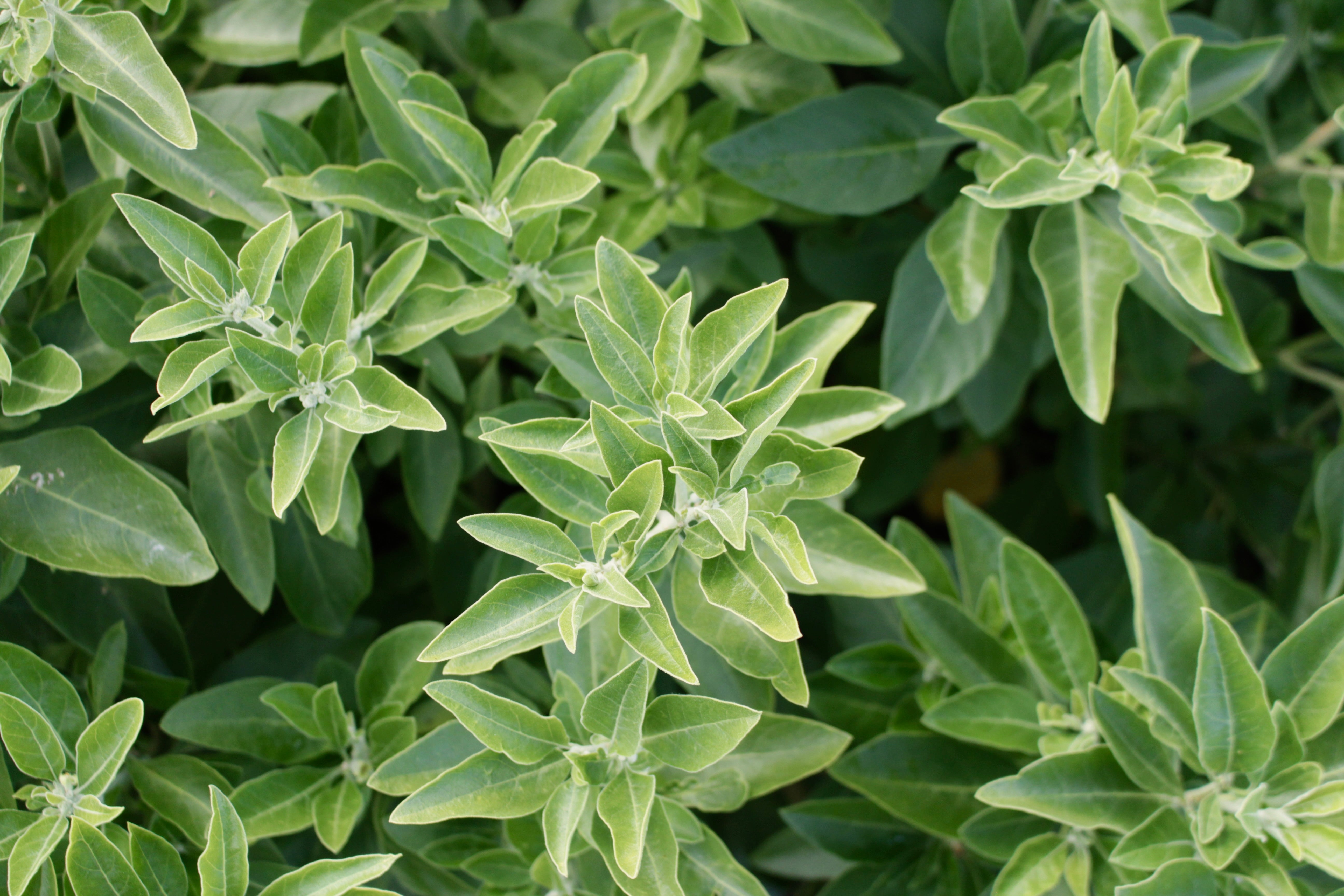 Ashwagandha