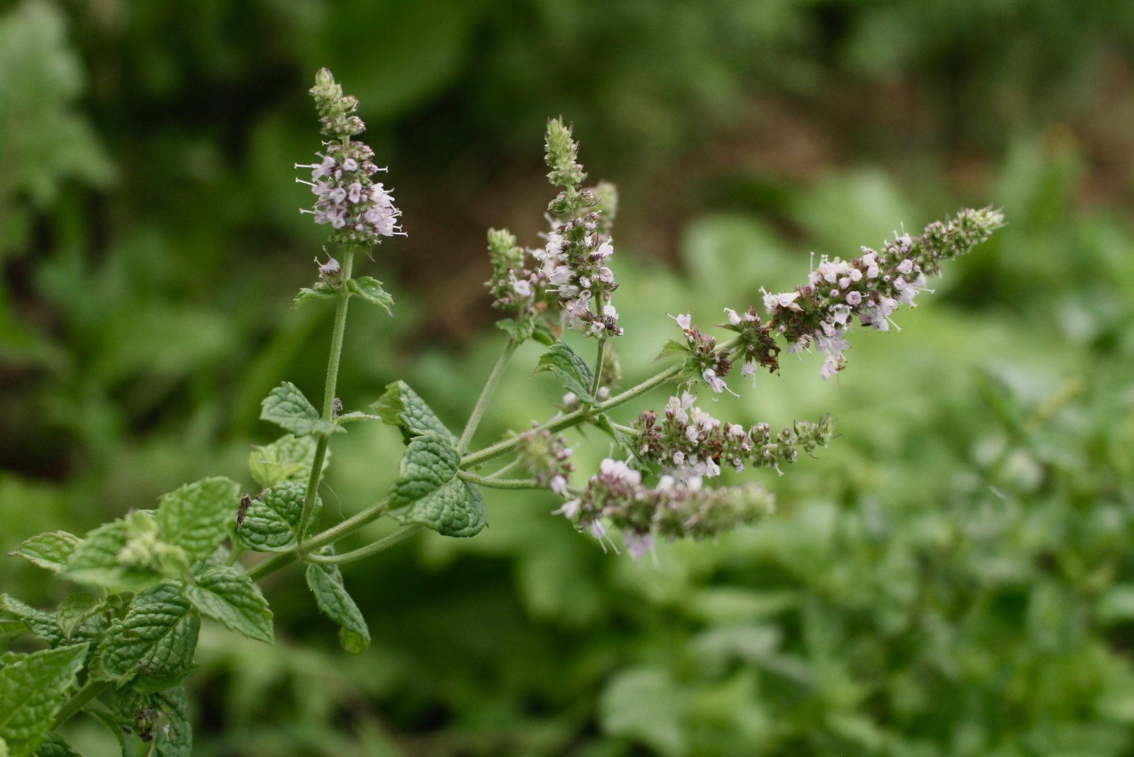 Menthe poivrée