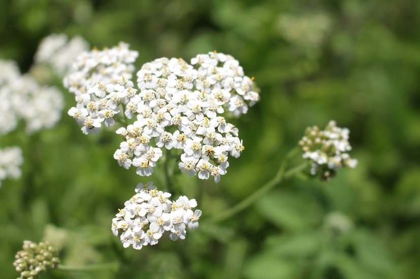 Achillée millefeuille