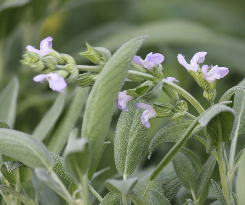 Plants - Sauge