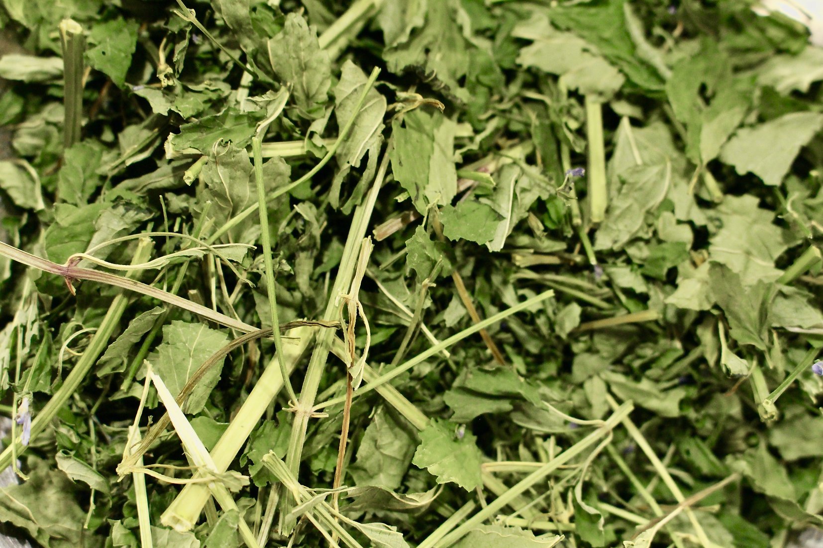 Scutellaire