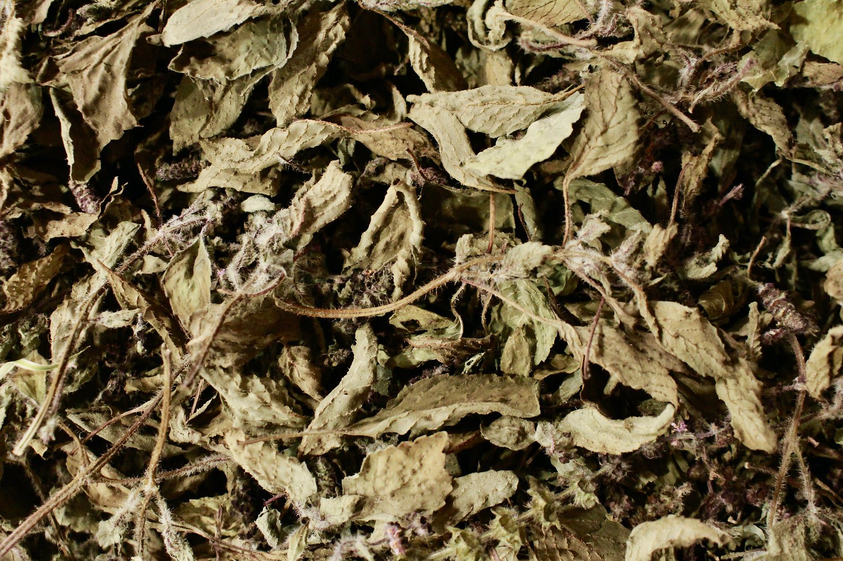 Basilic sacré (Tulsi)