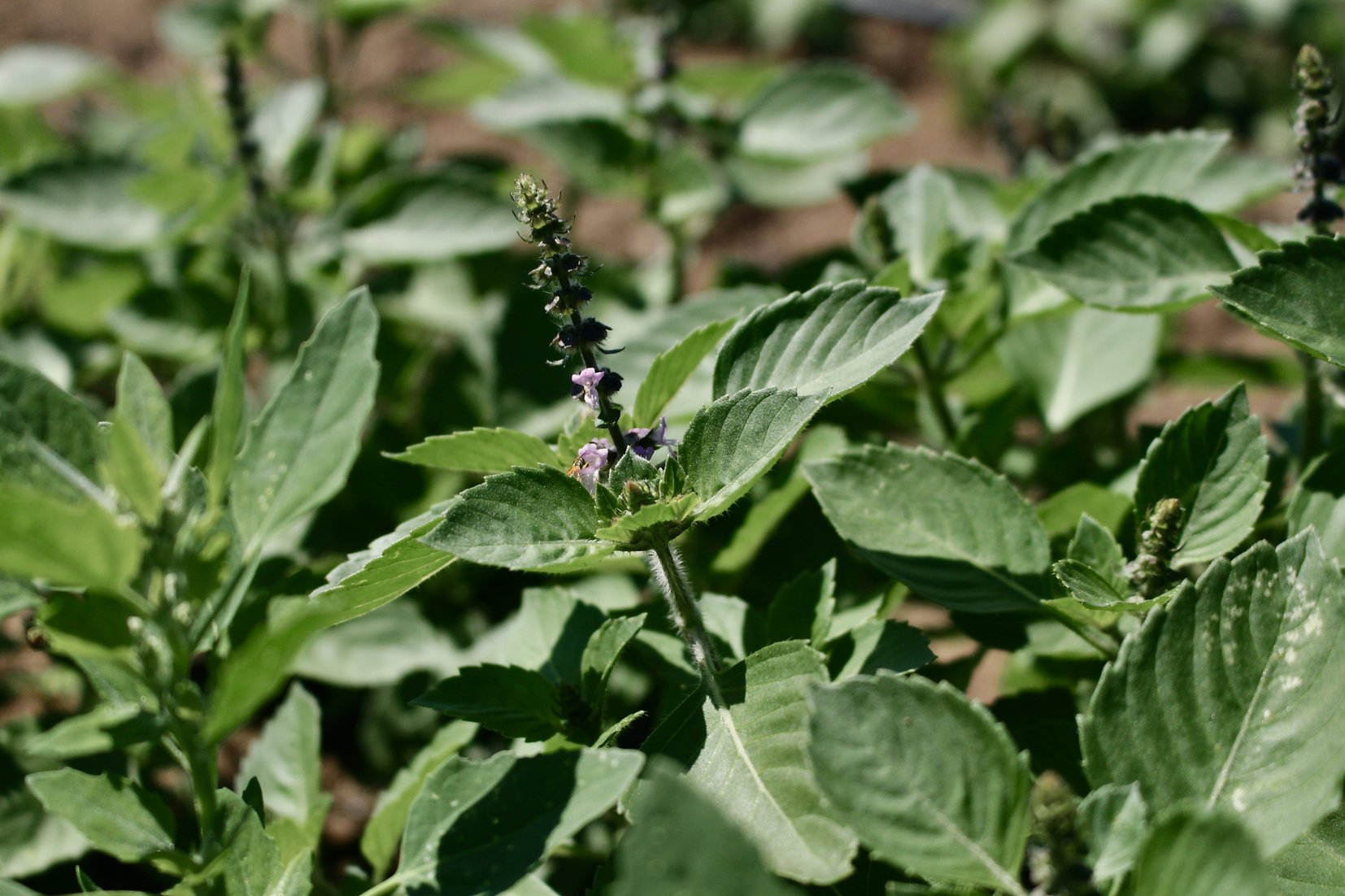 Plants - Basilic sacré