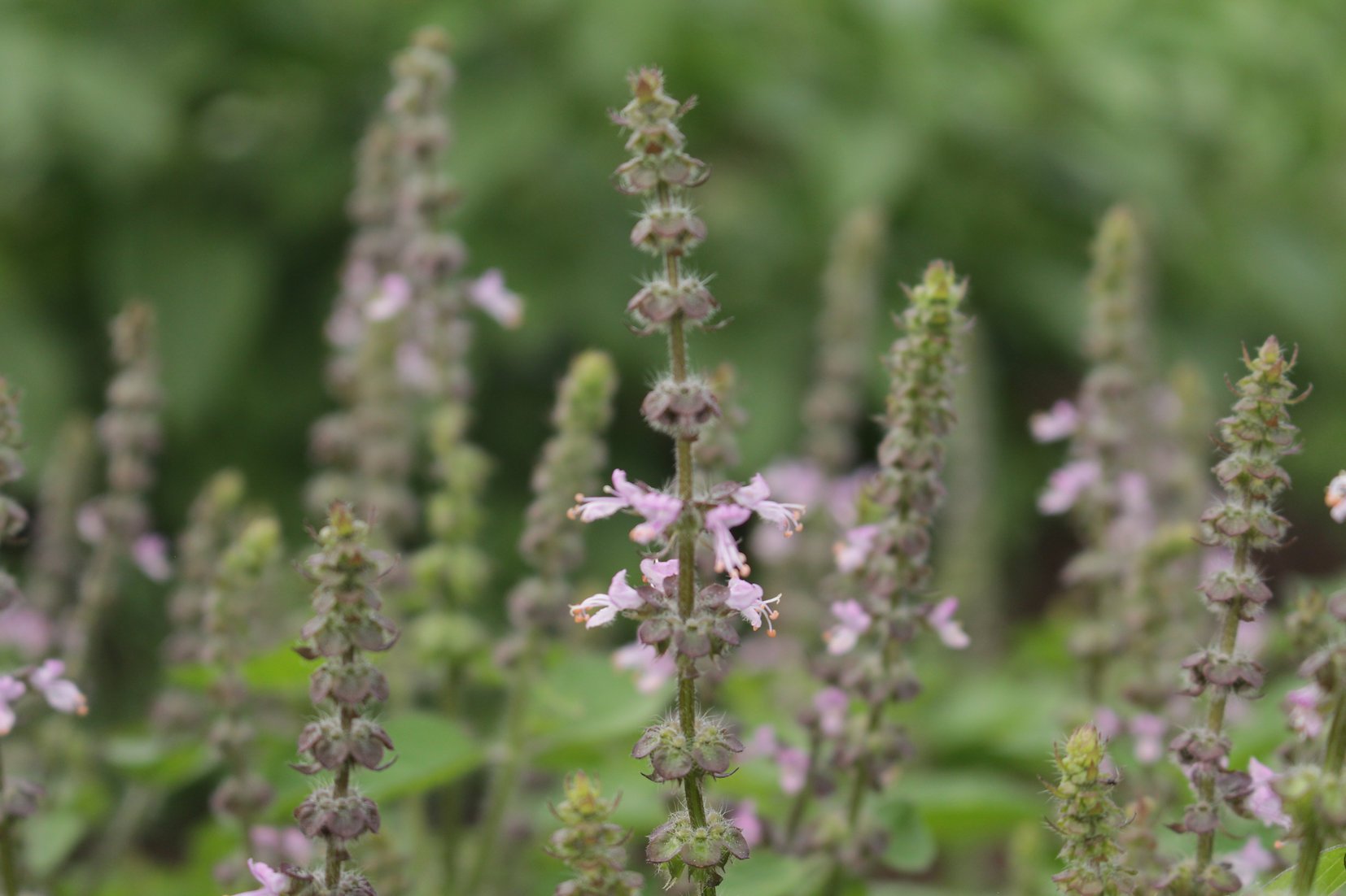 Plants - Basilic sacré