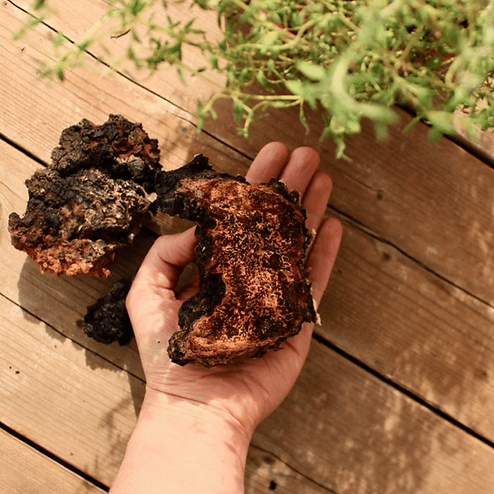 Chaga
