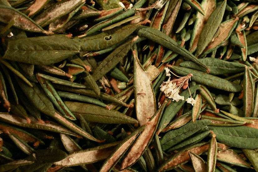 Thé du Labrador