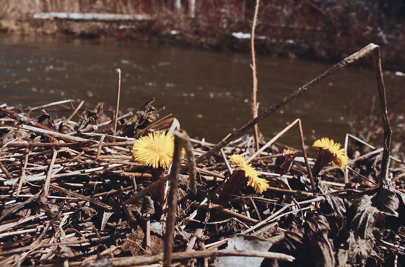 Tussilage