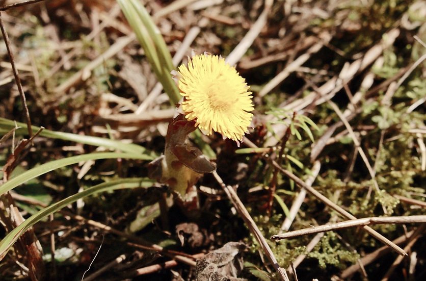 Tussilage