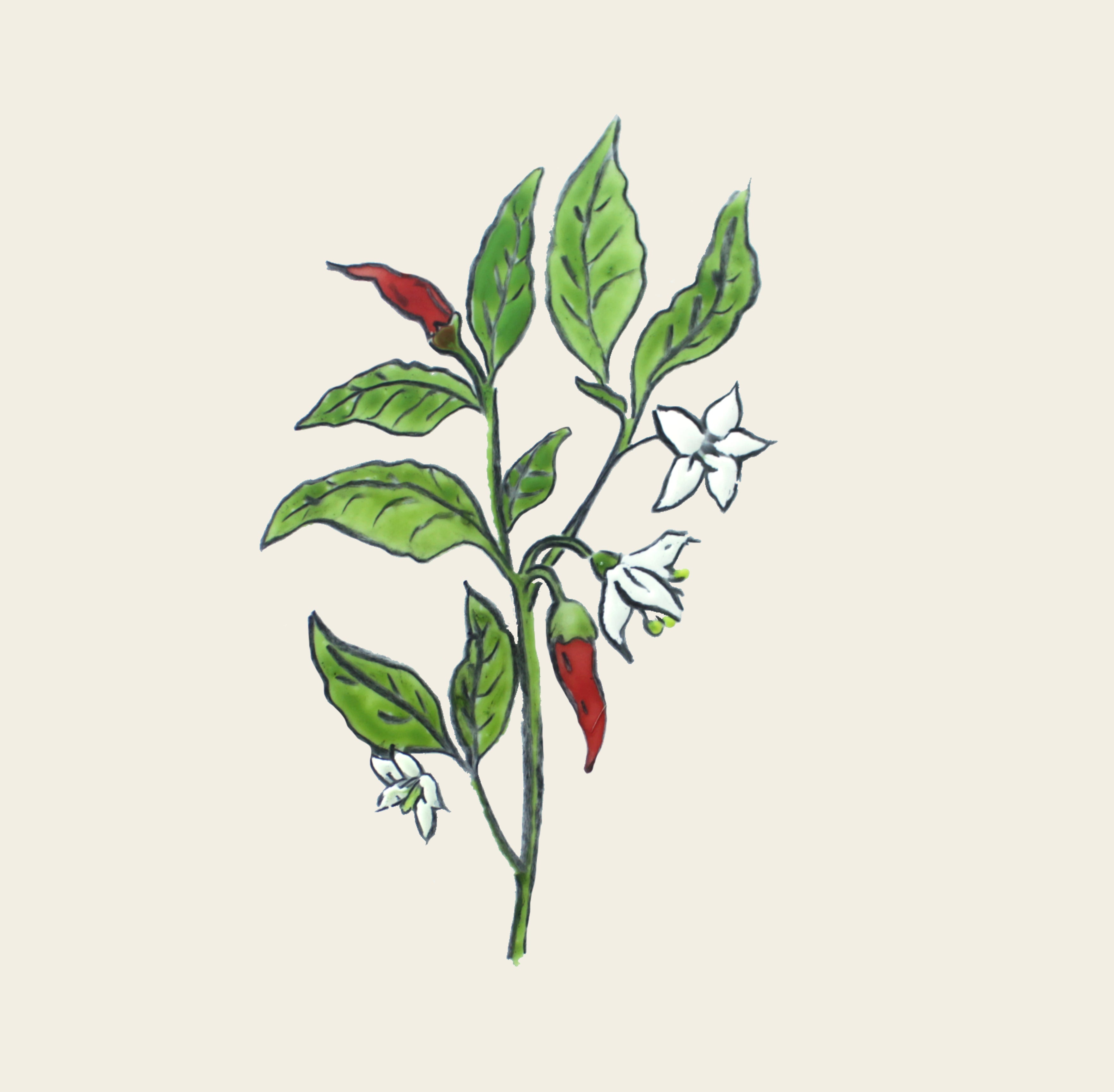 Cayenne