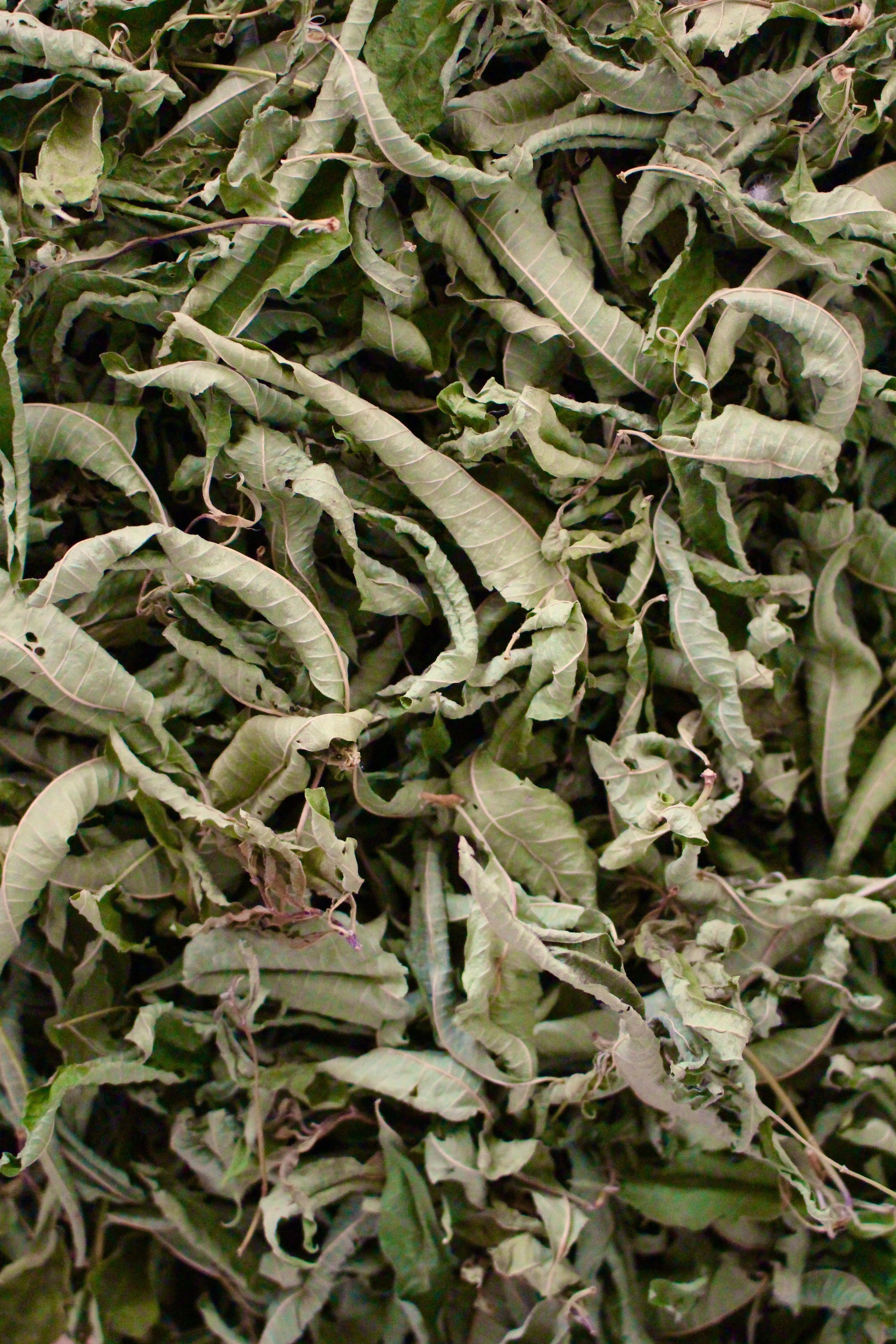 Verveine citron