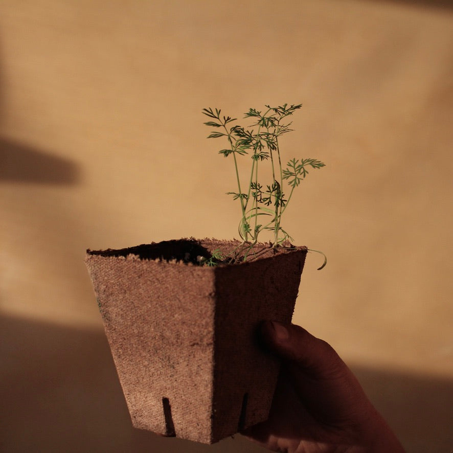 Plants - Aneth
