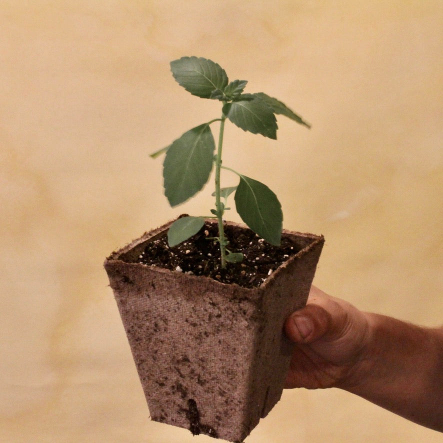 Plants - Basilic sacré