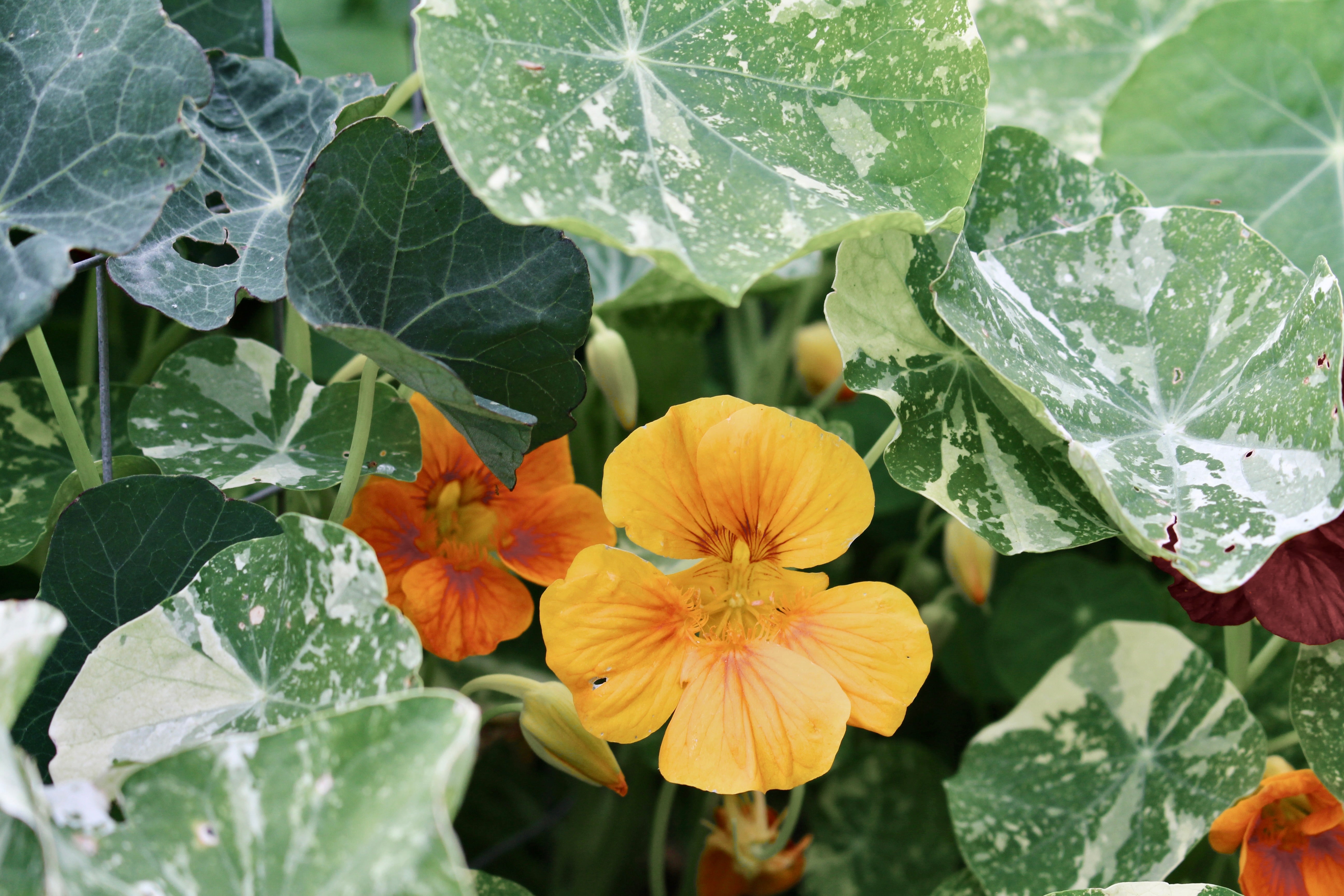 Plants - Capucine