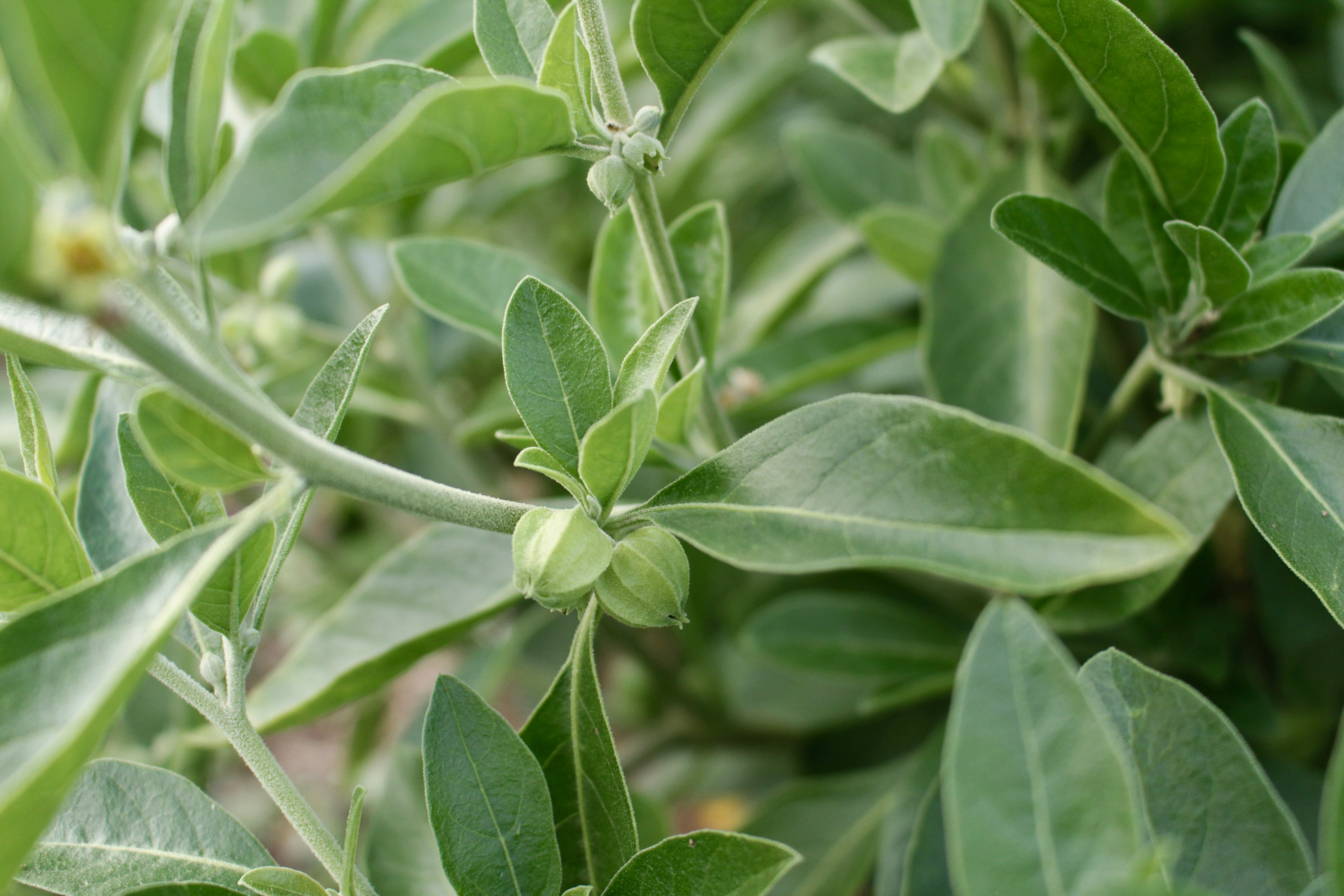 Ashwagandha